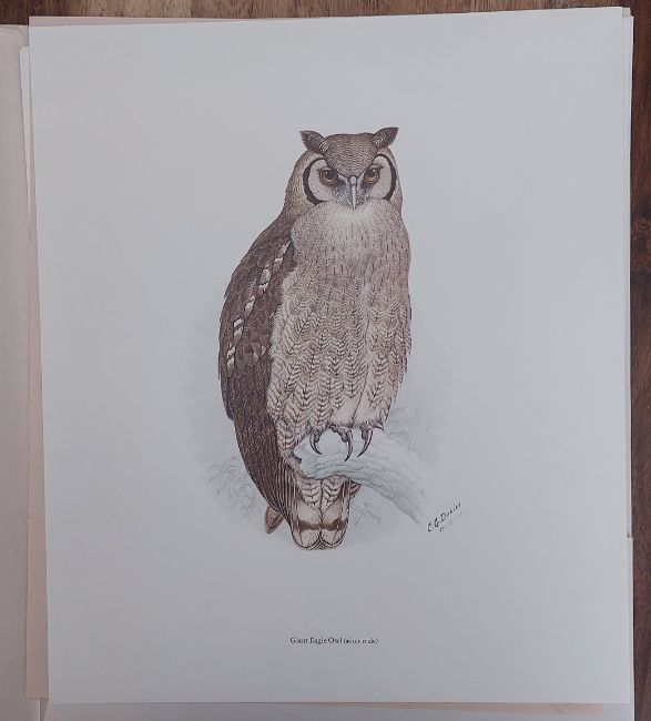 Portfolio of South African Owls Portefeulje van SuidAfrikaanse Uile