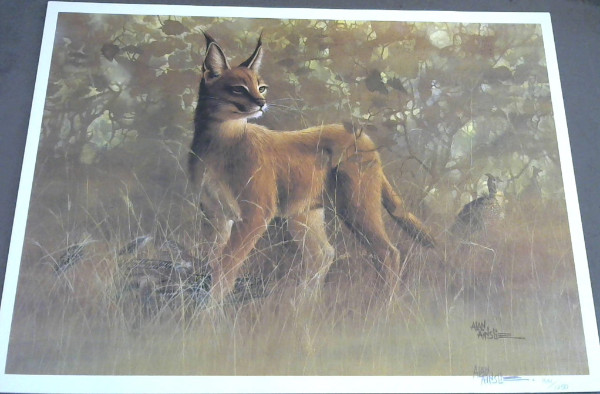 Image for Wild Life Prints : Alan Ainslie - Limited